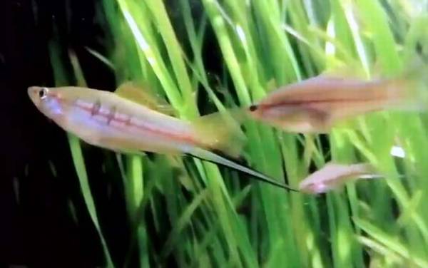 剑尾鱼是什么鱼?