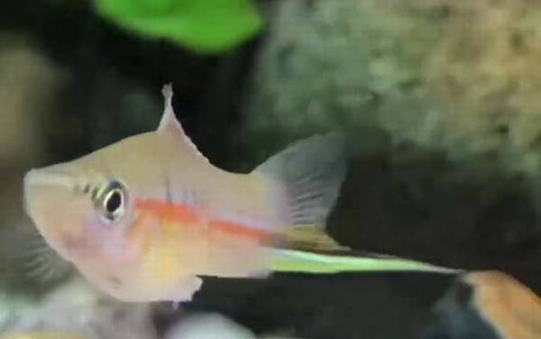 剑尾鱼是什么鱼?
