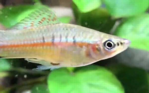 剑尾鱼是什么鱼?