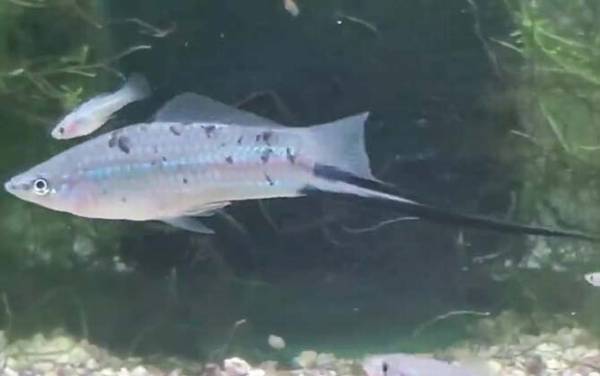 剑尾鱼是什么鱼?