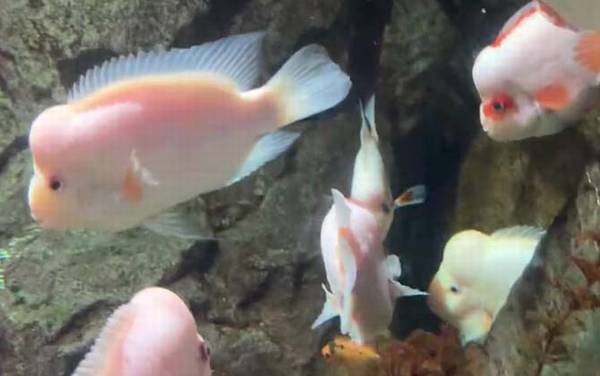 火鹤鱼是什么鱼?