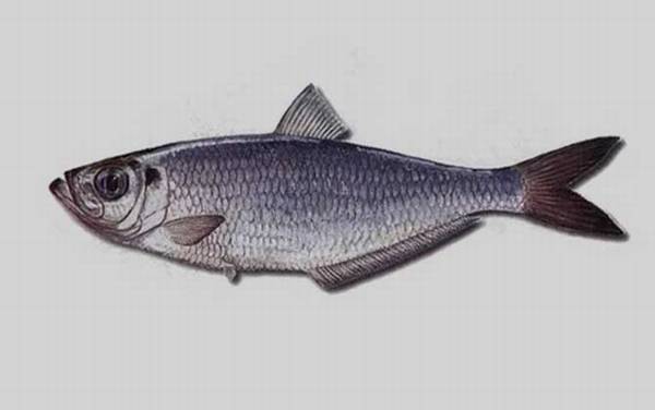 勒鱼是什么鱼?