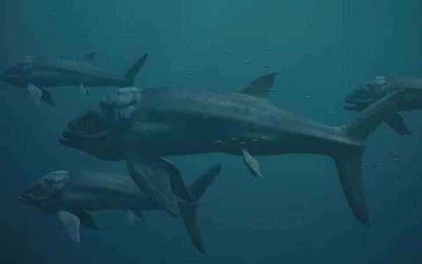 利兹鱼是什么鱼?