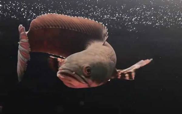 雷龙鱼是什么鱼?