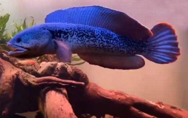 雷龙鱼是什么鱼?