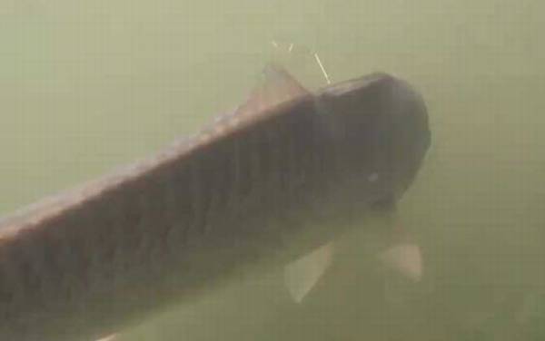 美国红鱼是什么鱼?