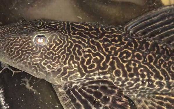 清洁工鱼是什么鱼?