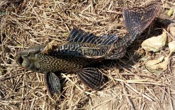 清洁工鱼是什么鱼?