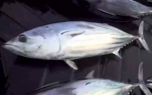 炮弹鱼是什么鱼?