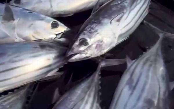 炮弹鱼是什么鱼?