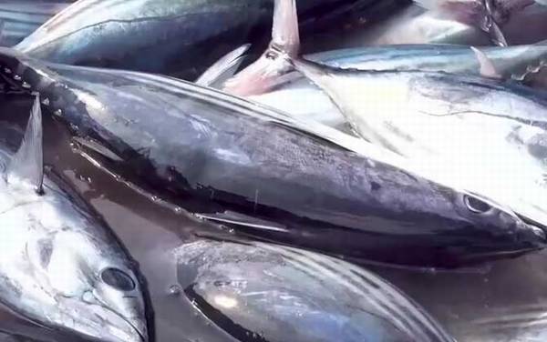 炮弹鱼是什么鱼?