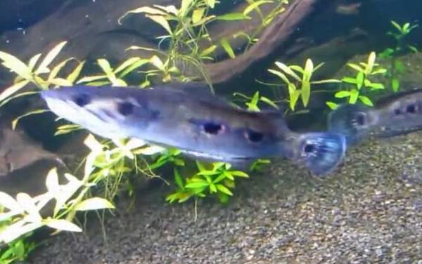 七彩海象是什么鱼?