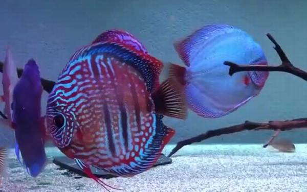 七彩鱼是什么鱼?