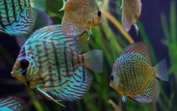 七彩鱼是什么鱼?