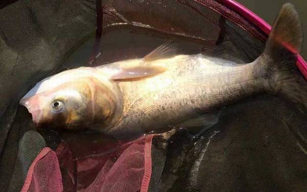 鳙鱼和鲢鳙是一种鱼吗?