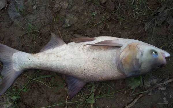 翘嘴和鲢鳙哪个贵?