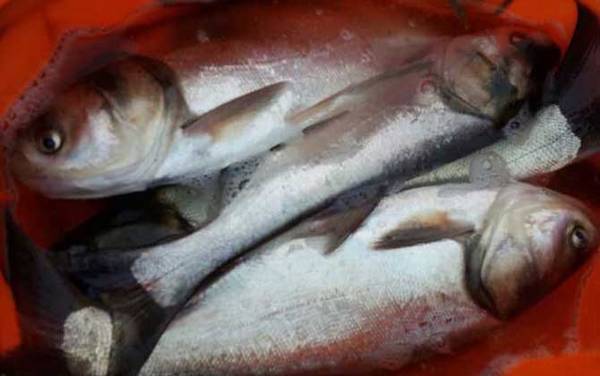 翘嘴和鲢鳙哪个贵?