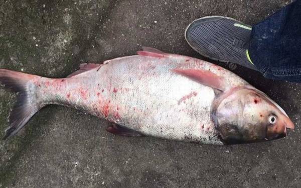 鲢鳙冬天在哪里生活?