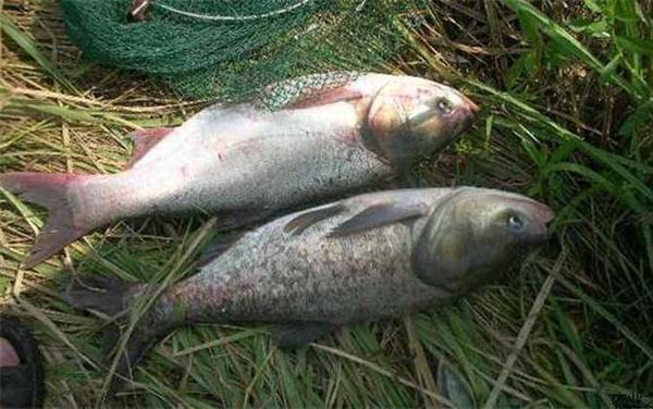 鲢鳙为什么不让钓?