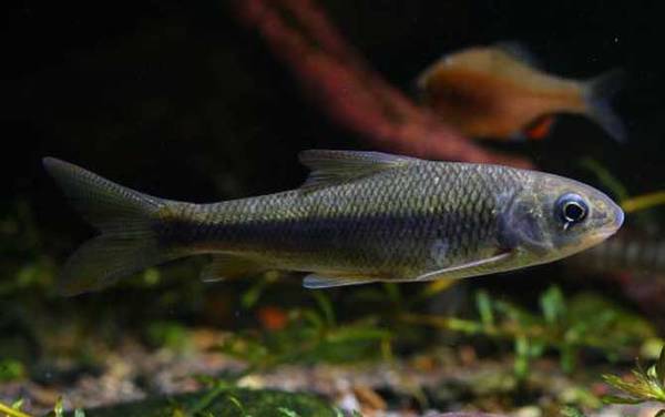 云南盘鮈鱼是什么鱼?