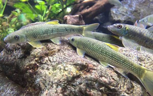 云南盘鮈鱼是什么鱼?