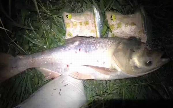 鳙鱼和鲢鱼哪个贵?