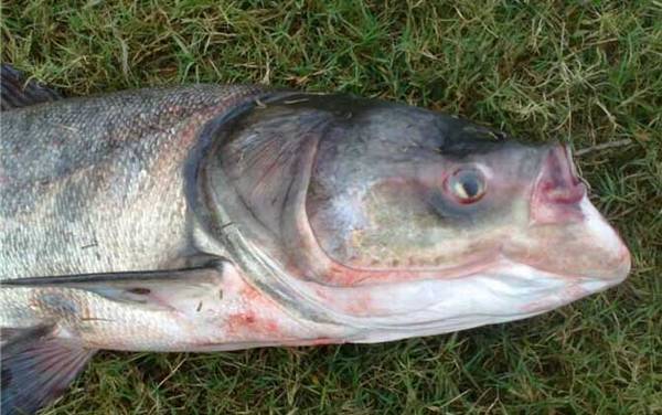 鲢鳙鱼是淡水鱼还是海水鱼?