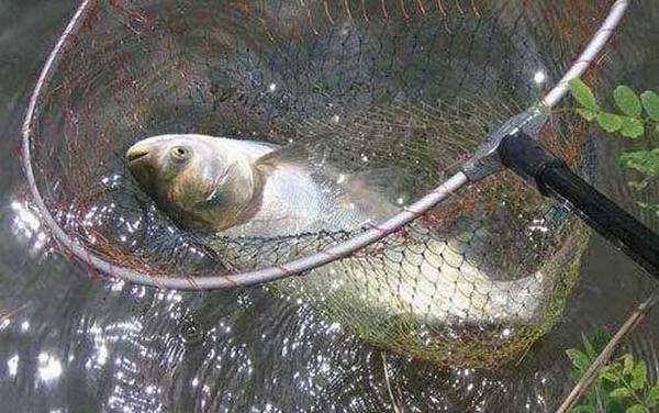 鲢鱼和鲢鳙是一种鱼吗?