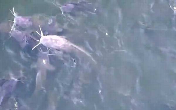 埃及鲶鱼是什么鱼?