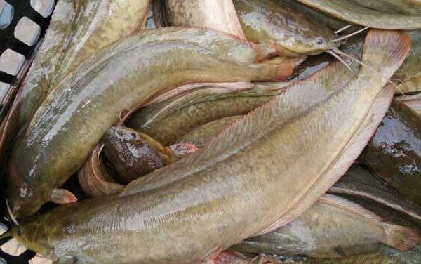 几根胡子的鲶鱼不能吃?