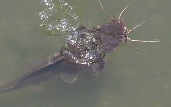 我国鲶鱼有几种?