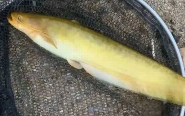 我国鲶鱼有几种?