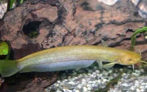 我国鲶鱼有几种?