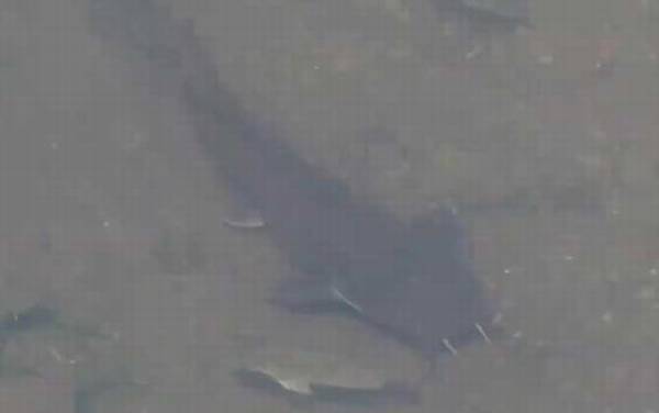 胡子鲶鱼吃什么食物?