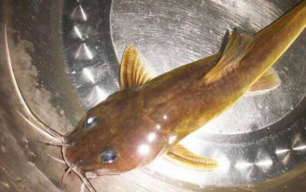 胡子鲶鱼吃什么食物?