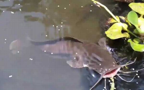 八须鲶鱼是不是塘鲺?