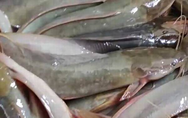 儿童为什么不能吃鲶鱼?