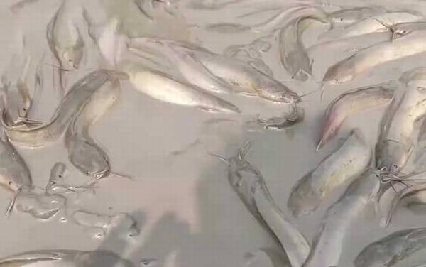 儿童为什么不能吃鲶鱼?