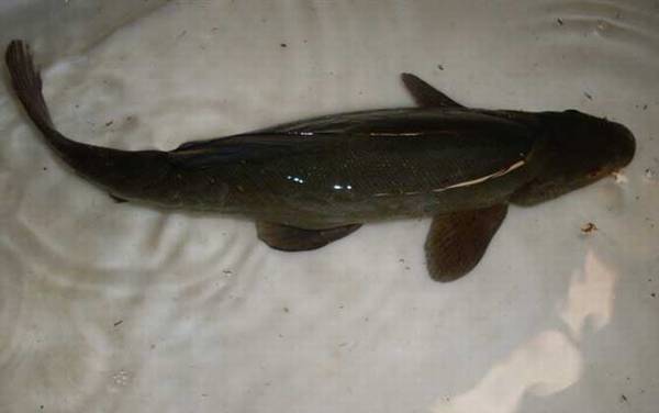 �彭������������