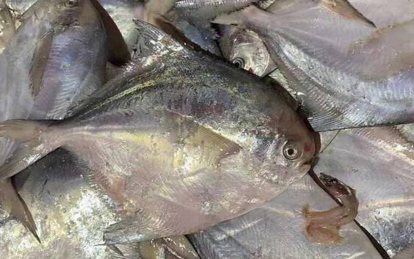 扁鱼是什么鱼?
