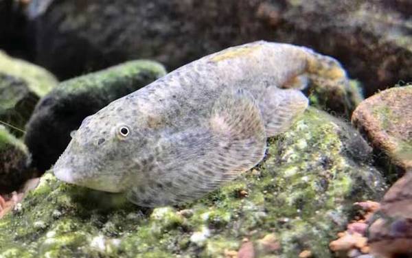 扁头鱼是什么鱼?