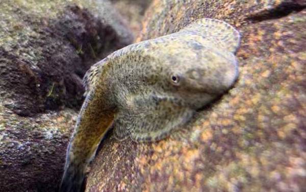 扁头鱼是什么鱼?