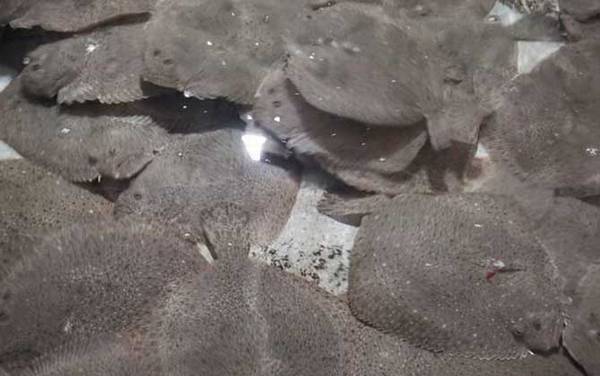 多宝鱼为啥叫癌鱼?