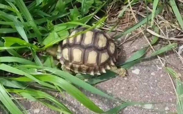 象龟种类名称及图片大全