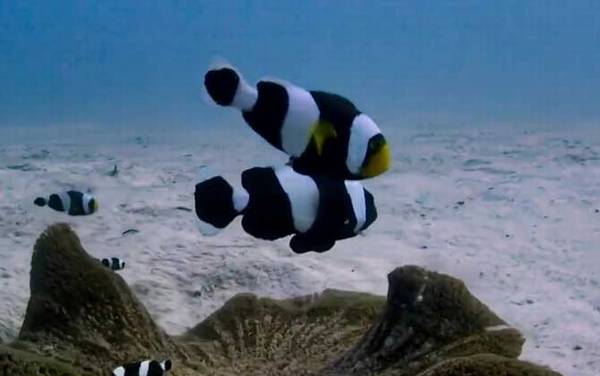小丑鱼是什么鱼?