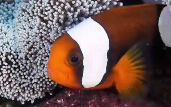小丑鱼怎么养长的快?
