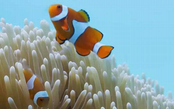 小丑鱼怎么养长的快?