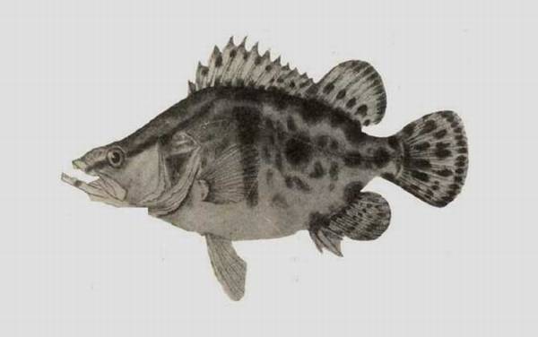 三花五罗都是什么鱼?