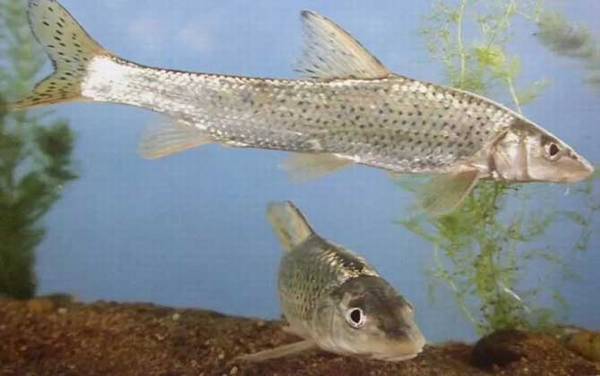 三花五罗都是什么鱼?