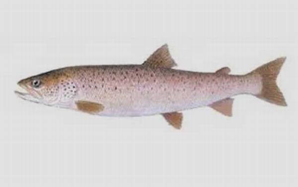 三花五罗都是什么鱼?